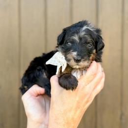 Violet - Blue merle female Bernedoodle puppy in Bellville, Ohio from Bernedoodle Buddies