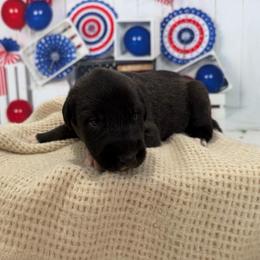 Boy 2 - Brindle male Irish Wolfhound puppy in Burlington, Kentucky from Cu Faoil Kennels
