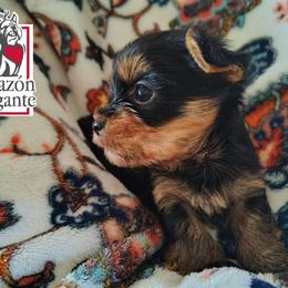 Hyacinth Bridgerton - Black and tan female Yorkshire Terrier puppy in California from Corazon de gigante