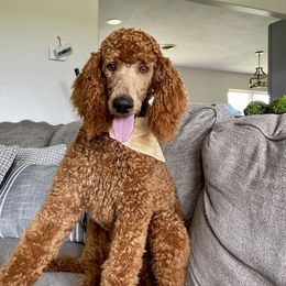 Poodle puppies from High Standard Poodles