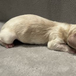 Jack - Cream male Dachshund puppy in Gainesville, Georgia from Emory Farms