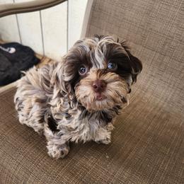 Tilly - Cockapoo