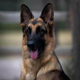 German Shepherds from Diane's German Shepherds
