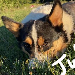 Jules - Pembroke Welsh Corgi