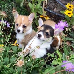 Pembroke Welsh Corgi Puppies from Santa Margarita Corgis