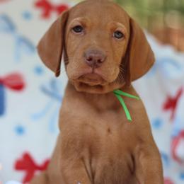 Revere - Golden rust male Vizsla puppy in Bloomington, Indiana from Envizion