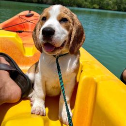 Beagle Puppies from Sunkissed Beagles