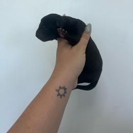 Vodka - Black female Great Dane puppy in Miami, Florida from RP DANES