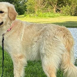 Tessa - Golden Retriever