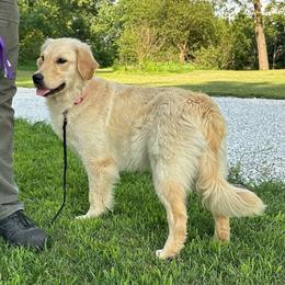Tessa - Golden Retriever