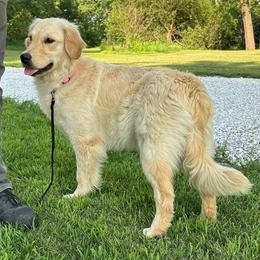 Tessa - Golden Retriever