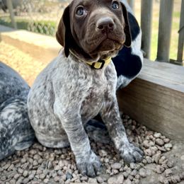 German Shorthaired Pointer and Russell Terrier Puppies from Charnobragan Acres