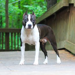 Bikini - American Staffordshire Terrier