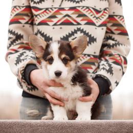 Boy 2 - Black and tan male Pembroke Welsh Corgi puppy in La Grange, Wyoming from Merrygold Corgis