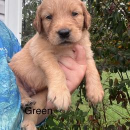 Green - Dark golden male Golden Retriever puppy in Jesup, Georgia from Painted Platinum Retrievers (Painted Platinum Kennel) PPK