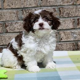 Cavalier King Charles Spaniels, Havapoos, Maltipoos, Morkies, and Yorkipoos from Happy Tail Puppies