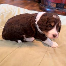 Hershey - Tri-color female Bernedoodle puppy in Royse City, Texas from Platinum Bernedoodles of Texas