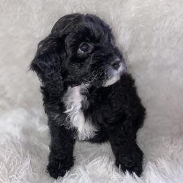Bernedoodle Puppies from Pearce Pups