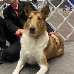 Hedwig - Collie