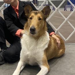 Hedwig - Collie