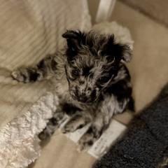 Boy 4 - male Mudi puppy in Benson, Arizona from Twisted Acres Border Collies and Mudi