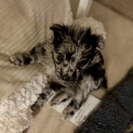 Boy 4 - male Mudi puppy in Benson, Arizona from Twisted Acres Border Collies and Mudi