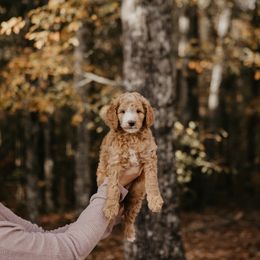 Zoey - Goldendoodle puppy in Barnesville, Georgia from Bishop Doodles