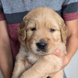 Light blue - Golden male Golden Retriever puppy in Troy, Texas from R&R Goldens