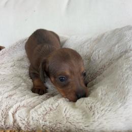 Blue - Sable male Dachshund puppy in Bremen, Georgia from Asapp’s Sweet and Spicy Dachshunds