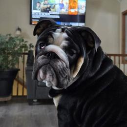 Kevin - Bulldog