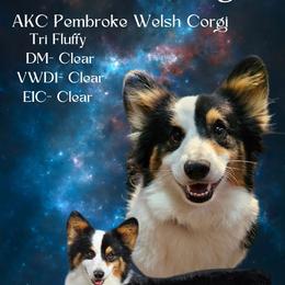 Cleo - Pembroke Welsh Corgi
