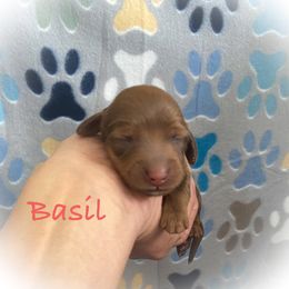 Dachshund Puppies from The Weenery