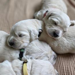 3rd Girl - Light golden female Golden Retriever puppy in Decatur, Indiana from Sporting Ridge K9’s