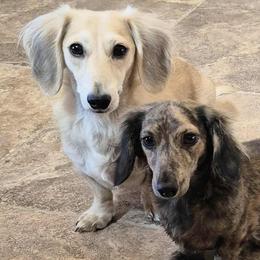 Dachshunds from The Dachshund Den