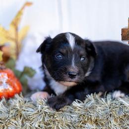 Scout - Black male Miniature Australian Shepherd puppy in Granbury, Texas from Best Little Aussies
