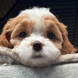 Pepper - Blenheim female Cavapoo puppy in Colorado Springs, Colorado from Shining Star Doodles