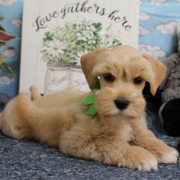 Sully - Wheaten male Miniature Schnauzer puppy in Gary, Texas from Beards Little Schnauzers