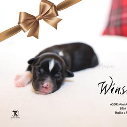 Winslow - BTM - Black tri male Miniature Australian Shepherd puppy in Nacogdoches, Texas from TK Standard, Mini, & Toy Aussies