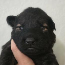Brown collar - Sable male German Shepherd puppy in Oscoda, Michigan from Sstar