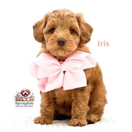 Iris - Red female Australian Labradoodle puppy in Greensboro, North Carolina from Springdale Australian Labradoodles