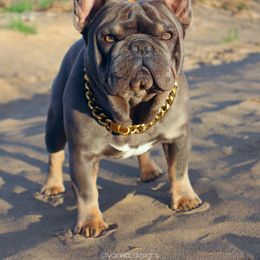 Blue Crush - French Bulldog