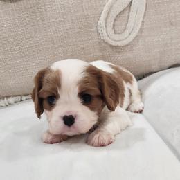 Rosie - Blenheim female Cavalier King Charles Spaniel puppy in Broxton, Georgia from King of the Hill Cavaliers