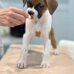 Gabriela - Fawn female Boxer puppy in Sacramento, California from The Bakery