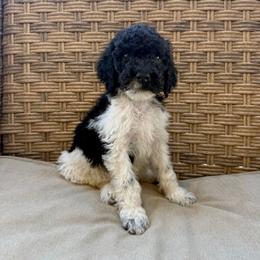 Chip - Parti male Labradoodle puppy in Kingman, Arizona from The Dood Ranch