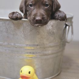 Labrador Retriever Puppies from AGL Retrievers