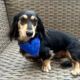 Oatis - Dachshund