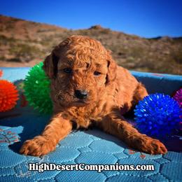 Miss Blue - Red  female Poodle puppy in Dolan Springs, Arizona from High Desert Companions