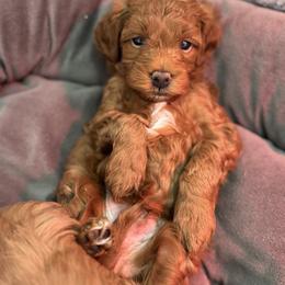 Goldendoodle and Maltipoo Puppies from Jessica's Maltipoo and Goldendoodle