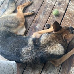 German Shepherd All Grown Up from Rust N Dust Kennels