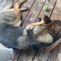 German Shepherd All Grown Up from Rust N Dust Kennels